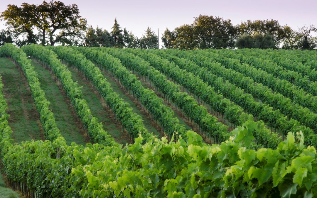 Bianchello del Metauro. Un Carattere DOC