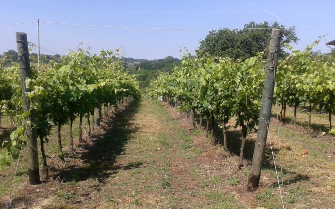Il lavoro in Vigna. La primavera è arrivata