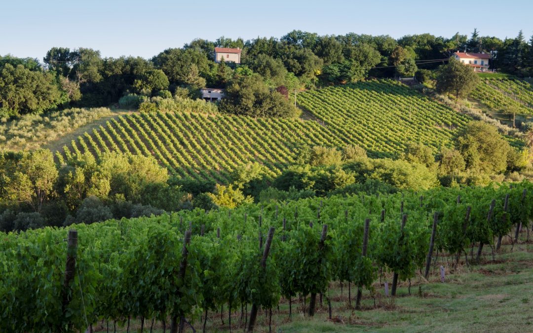 La cura delle nostre vigne