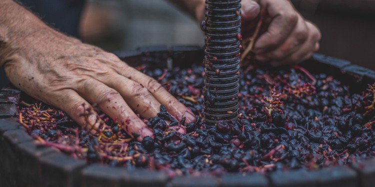 Fasi di lavoro delle uve dopo la vendemmia