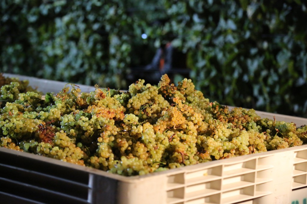 Migliori Vini Marchigiani - Az. Agricola Claudio Morelli