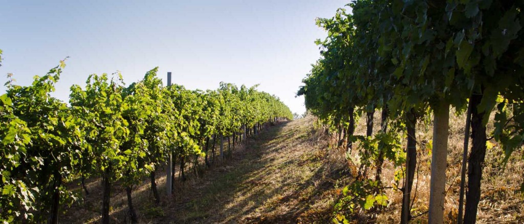 Vini Marche - Az. Agricola Morelli